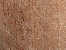 mycelium on spruce wood, 2004